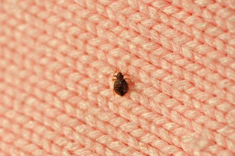 Close-up of a bug crawling on a woven pink fabric surface, showcasing detailed texture and insect behavior